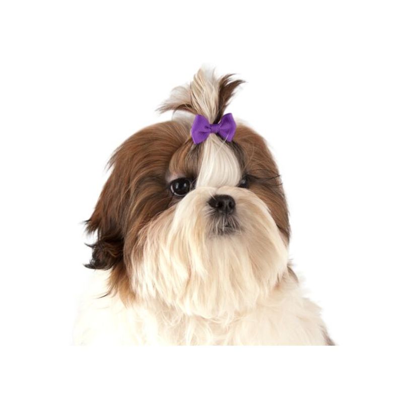 Multicolor Bows with Elastic 50 pcs Bows, ShowTech